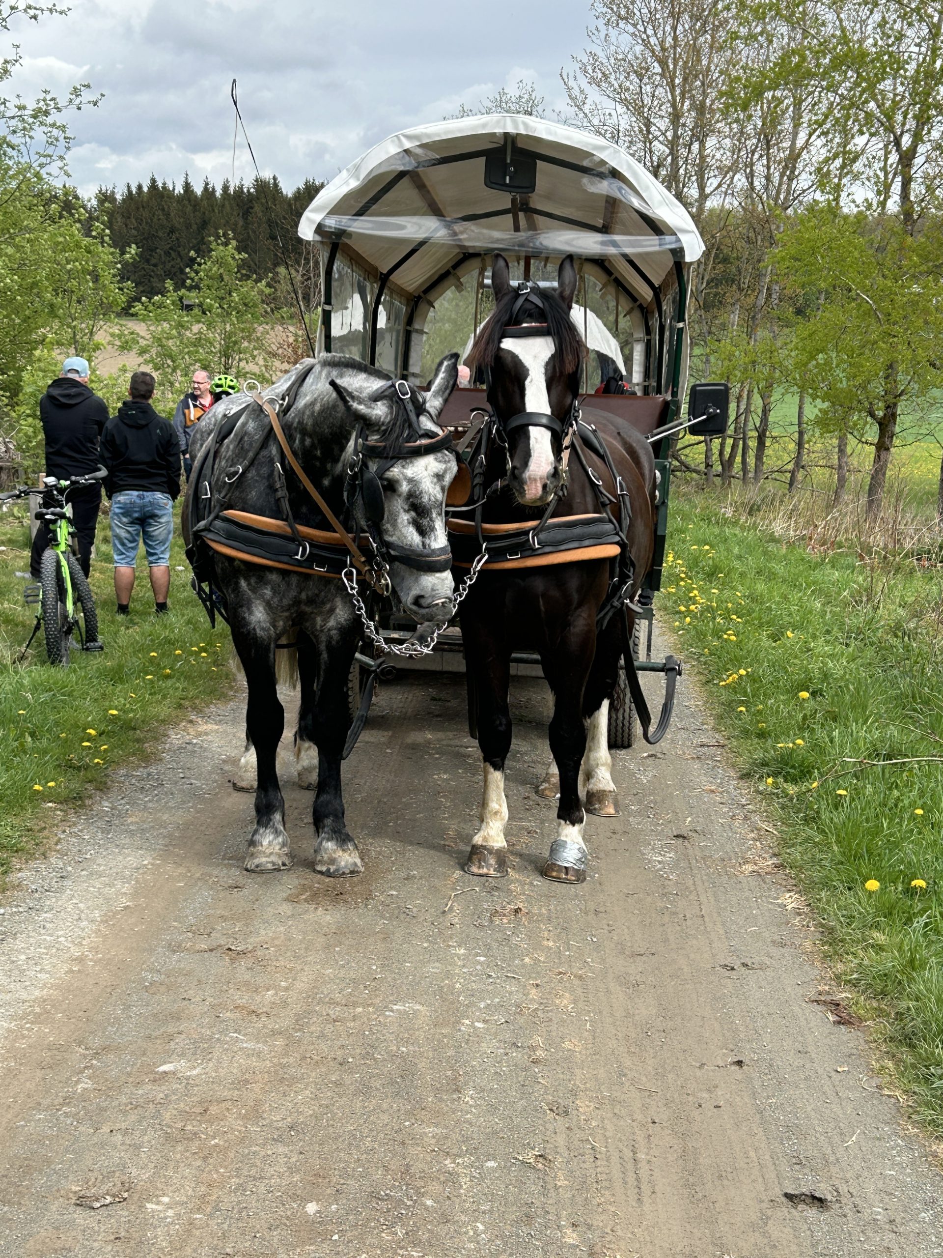 Planwagen mit zwei Pferden zum Transport der Pflegeväter auf einem Waldweg Richtung Hängebrücke während des Väterwochenendes 2024